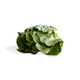 Lettuce Cos Certified Organic (Per Bunch)