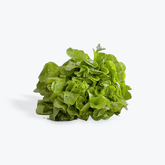 Lettuce Oakleaf Green Certified Organic (Per Bunch)