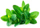 Mint Certified Organic (Per Bunch)